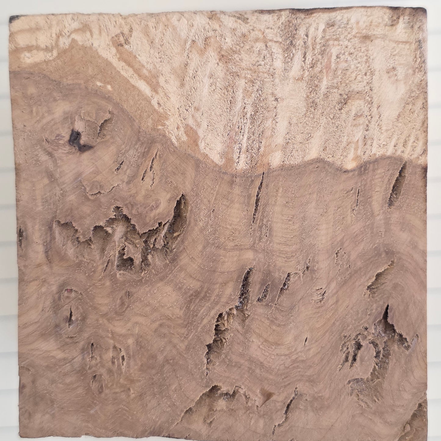 Oak Burl Block - 097
